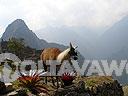 Machu-Picchu-008